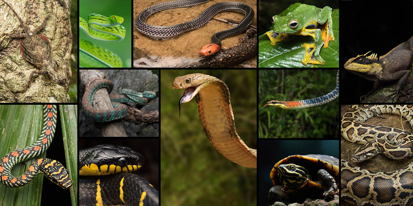 "Herping" turismo de observação da vida silvestre, especialmente da herpetofauna
